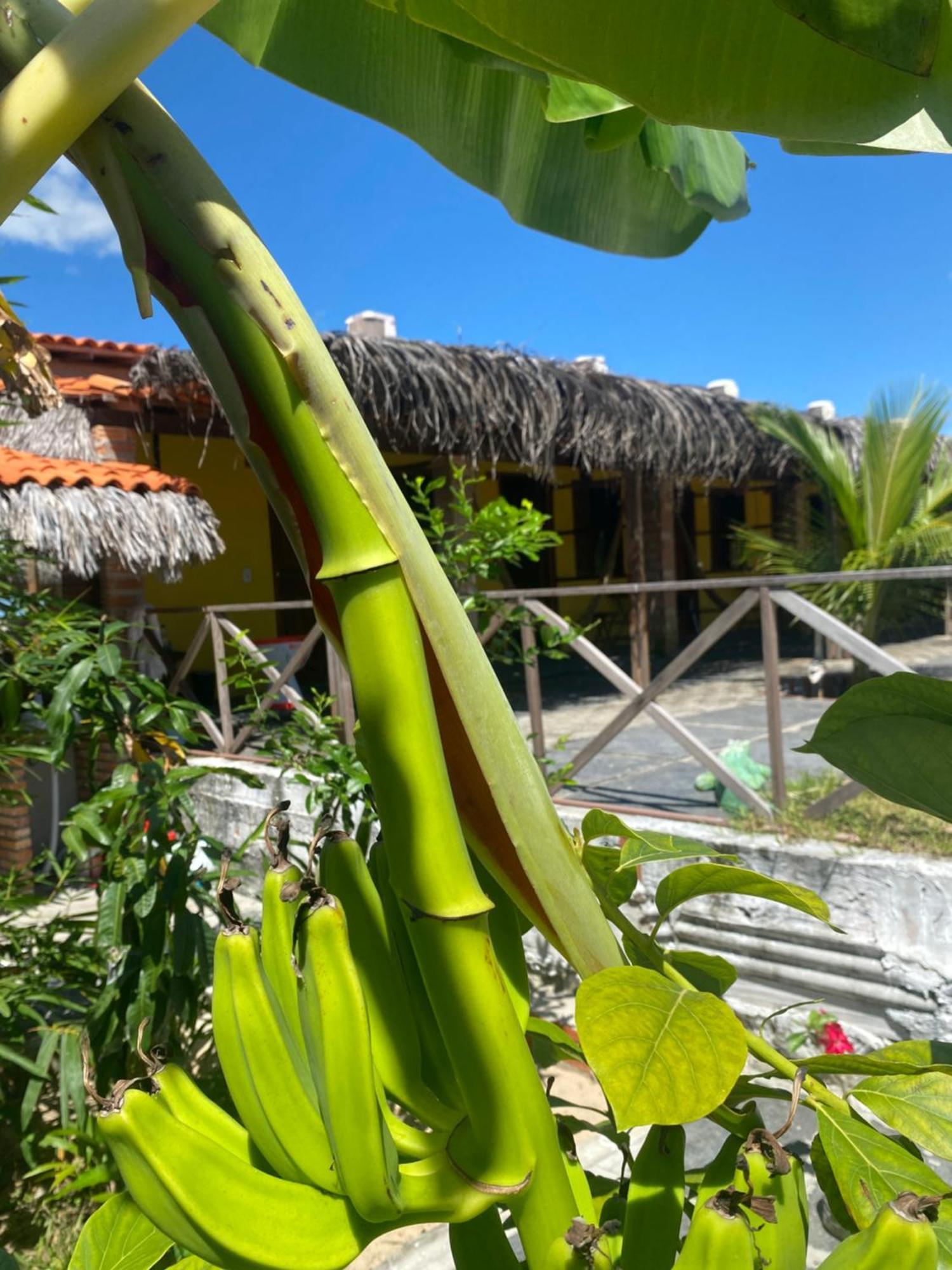 Pousada Rancho Sol Nascente Tutóia Eksteriør billede